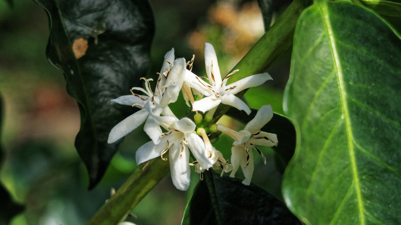 Rama de café en plena floración: flores blancas abiertas a lo largo de la rama