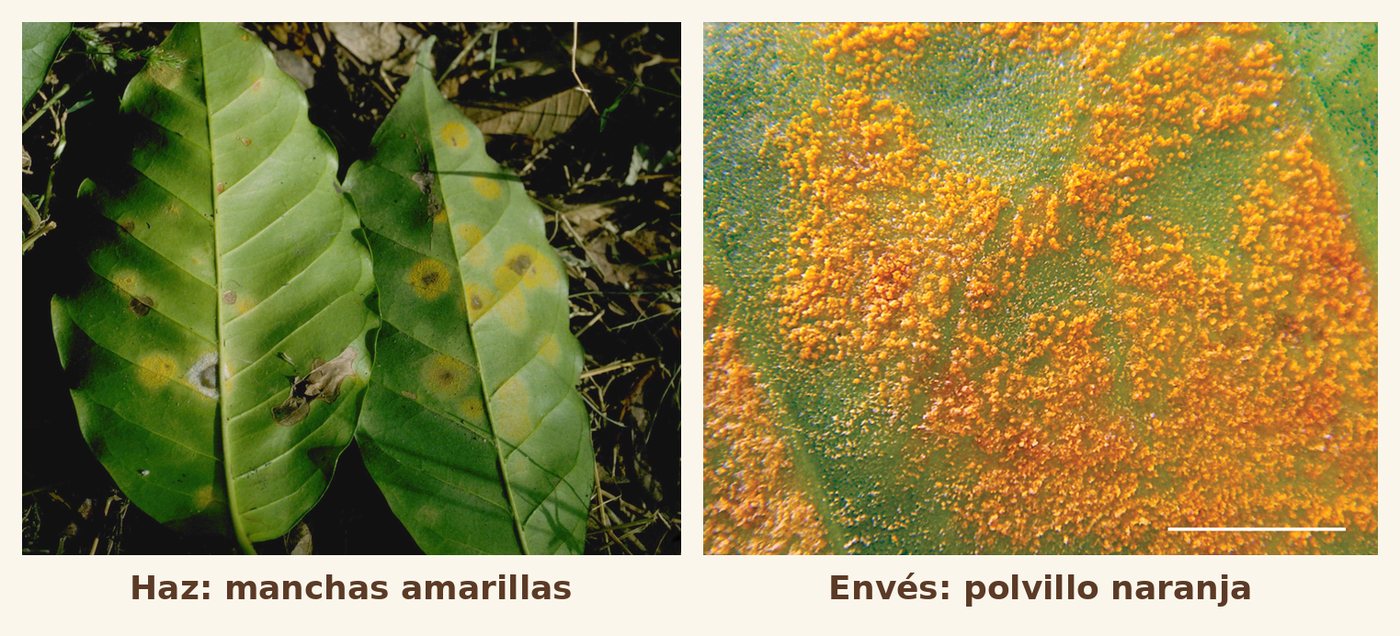 Roya del café: haz de la hoja con manchas amarillas tipo gota de aceite y envés con el polvillo naranja característico